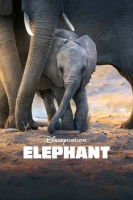 Elephant 2020 1080p WEB H264-SECRECY[TGx]