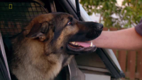 Dog Patrol S12E01 XviD-AFG EZTV