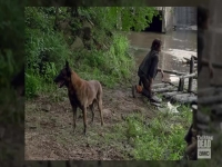 Talking Dead S09E23 480p x264-mSD EZTV Talking Dead S09E23 480p x264-mSD EZTV