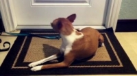 NOVA S47E02 Dog Tales WEB h264-LiGATE [eztv]