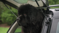 Dog Squad S13E03 720p WEB H264-ROPATA EZTV
