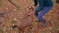 Nadias Farm S02E03 XviD-AFG EZTV