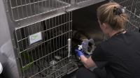 Pets And Pickers S02E01 1080p WEB h264-CBFM EZTV