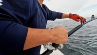 Wicked Tuna S12E14 XviD-AFG EZTV Wicked Tuna S12E14 XviD-AFG EZTV