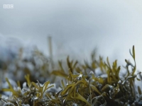 Winterwatch Red Button S01E02 480p x264-mSD EZTV Winterwatch Red Button S01E02 480p x264-mSD EZTV