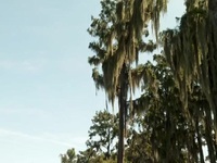 Swamp People S14E13 480p x264-mSD EZTV