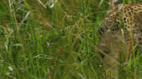 Predator v Prey S01E01 XviD-AFG EZTV Predator v Prey S01E01 XviD-AFG EZTV