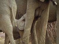 Growing Up Animal S01E03 480p x264-mSD EZTV Growing Up Animal S01E03 480p x264-mSD EZTV