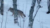 Winters Hidden Wonders S01E03 720p HEVC x265-MeGusta EZTV Winters Hidden Wonders S01E03 720p HEVC x265-MeGusta EZTV