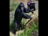 Chimp Crazy S01E03 480p x264-mSD EZTV