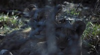 Growing Up Animal S01 WEBRip x264-ION10 EZTV