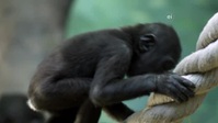 Wild Child S02E08 XviD-AFG EZTV