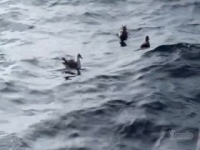 Blue Water Savages S01E08 480p x264-mSD [eztv]