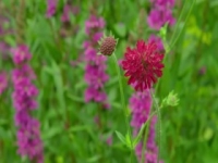 Gardeners World S52E21 480p x264-mSD [eztv]