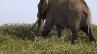 Secrets of the Elephants S01E02 XviD-AFG EZTV Secrets of the Elephants S01E02 XviD-AFG EZTV