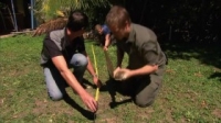 Bondi Vet S06E28 WEB x264-GIMINI [eztv]