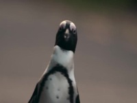 Penguin Town S01E08 480p x264-mSD EZTV Penguin Town S01E08 480p x264-mSD EZTV