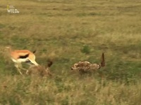 Equators Wild Secrets S01E03 480p x264-mSD EZTV