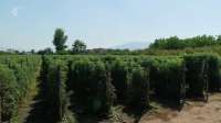 Food Unwrapped S19E01 XviD-AFG EZTV