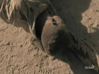 NCIS Origins S01E04 480p x264-mSD EZTV NCIS Origins S01E04 480p x264-mSD EZTV