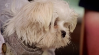 Embarrassing Pets S01E14 720p HDTV X264-CREED [eztv]