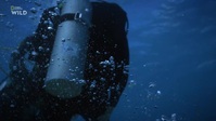 Shark Attacks Files S02E03 720p HDTV x264-CBFM EZTV Shark Attacks Files S02E03 720p HDTV x264-CBFM EZTV
