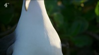 Gogglebox S18E08 1080p HEVC x265-MeGusta EZTV