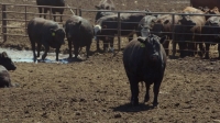 VICE S04E05 720p HDTV x264 FLEET rarbg