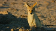 Eden Untamed Planet S01E02 XviD-AFG EZTV