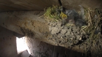 Springwatch S13E08 720p HDTV x264-QPEL[eztv]
