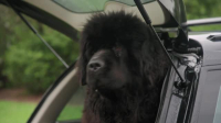Dog Squad S13E03 XviD-AFG EZTV