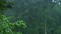 Nature S39E05 Primates Protecting Primates XviD-AFG EZTV