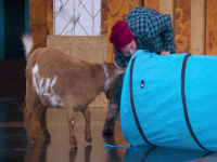 Stupid Pet Tricks S01E01 480p x264-mSD EZTV