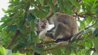 Macaque Island S01E02 XviD-AFG EZTV