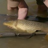 Hunting Fish S01E04 WEB h264-DOCiLE[TGx]