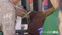 The Zoo US S01E03 HDTV x264-W4F[eztv]