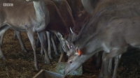 This Farming Life S04E06 720p HEVC x265-MeGusta EZTV