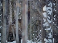 Big Beasts S01E06 480p x264-mSD EZTV Big Beasts S01E06 480p x264-mSD EZTV