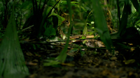 Nature S42E07 720p x264-FENiX EZTV