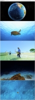 Turtle Odyssey (2019) 1080p 5 1 - 2 0 x264 Phun Psyz