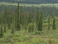 Mountain Men S11E01 480p x264-mSD EZTV