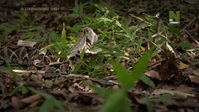 Extreme Snakes S01E01 XviD-AFG EZTV