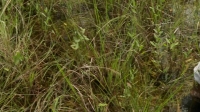 Swamp People Serpent Invasion S02E04 WEB h264-BAE EZTV