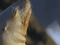 Growing Up Animal S01E02 480p x264-mSD EZTV