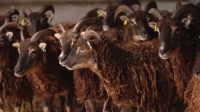 This Week On The Farm S03E06 XviD-AFG EZTV