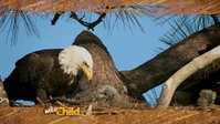 Wild Child S01E12 XviD-AFG EZTV Wild Child S01E12 XviD-AFG EZTV