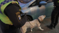 Border Control Sweden S01E11 XviD-AFG EZTV