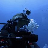 Worlds Biggest Tiger Shark 2020 WEB h264-CAFFEiNE[TGx]