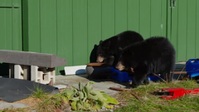 Beast Buddies S01E02 One With the Wolves XviD-AFG EZTV