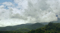 Nature S42E13 720p x265-T0PAZ EZTV